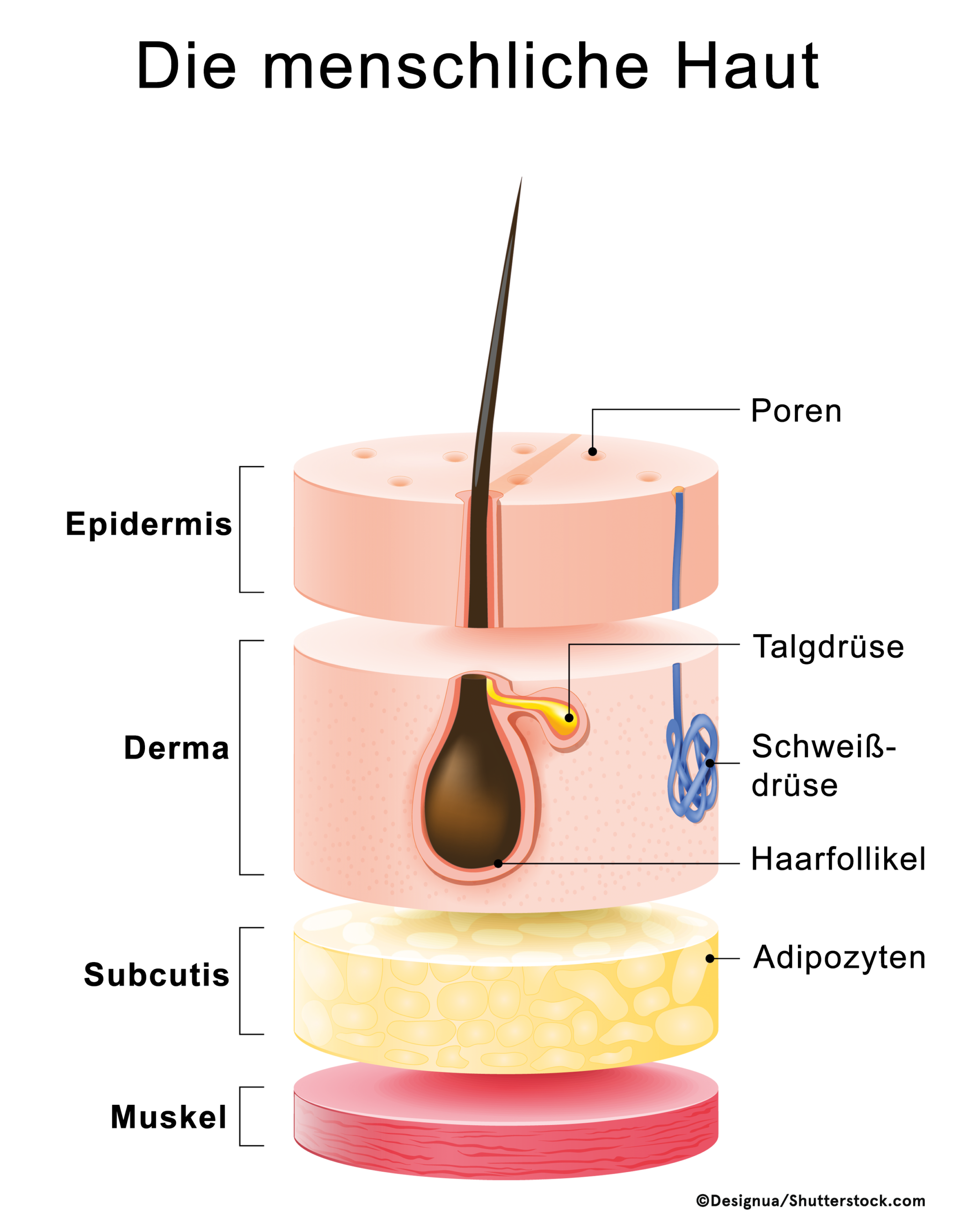 Haut_Web_aknebehandlung_RGB