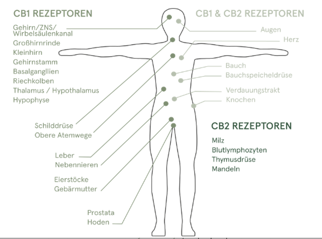 rezeptoren körper neurodermitis cbd