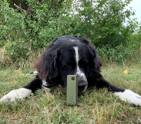 Mehr über den Artikel erfahren Wie Hanföl und CBD bei Hunden wirken