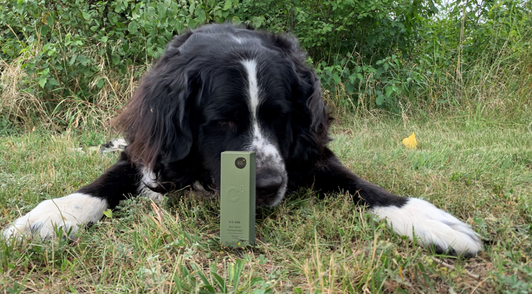 Bio Hanföl für Hunde Bio Hanföl für Hunde