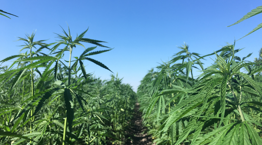 CBG Hanffeld CBG Hanffeld