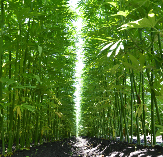 Hanffeld Bio Hanffeld Bio