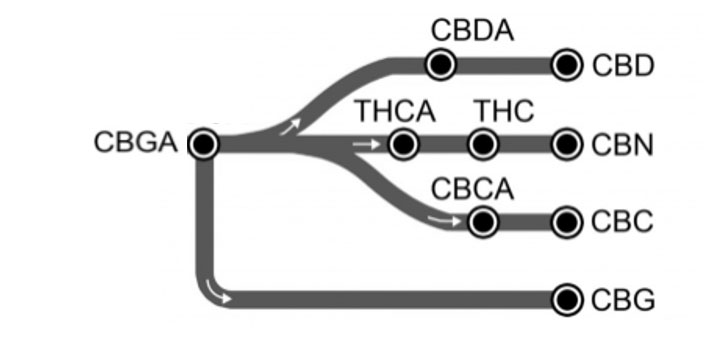 CBDa_Diagramm