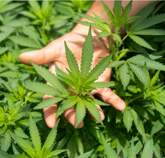 CBD-in-der-Behandlung-von-Depressionen CBD-in-der-Behandlung-von-Depressionen