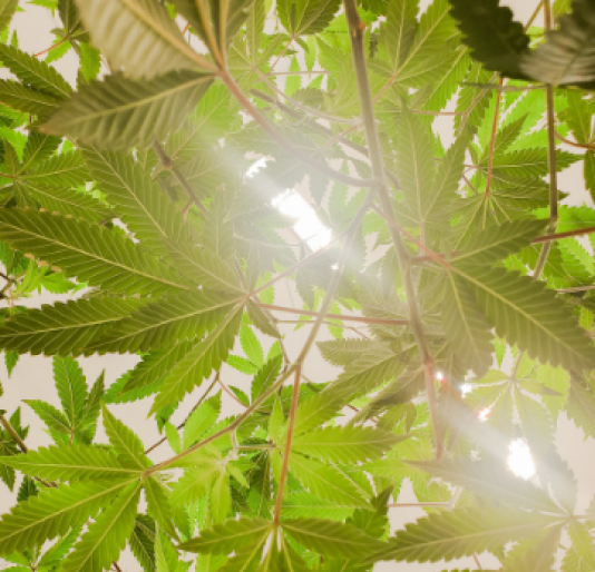 CBD-Dosierung-Hanfpflanze CBD-Dosierung-Hanfpflanze