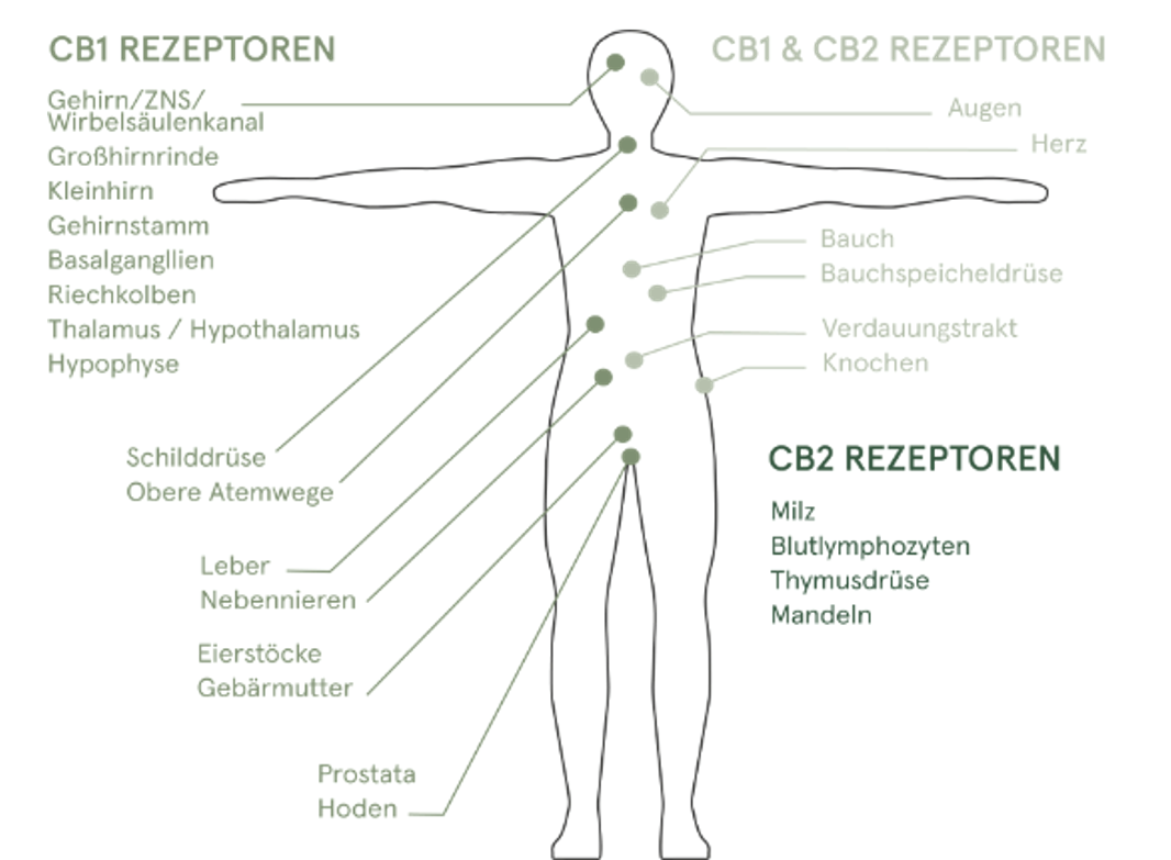 endocannabinoidsystem rezeptoren cbd migräne
