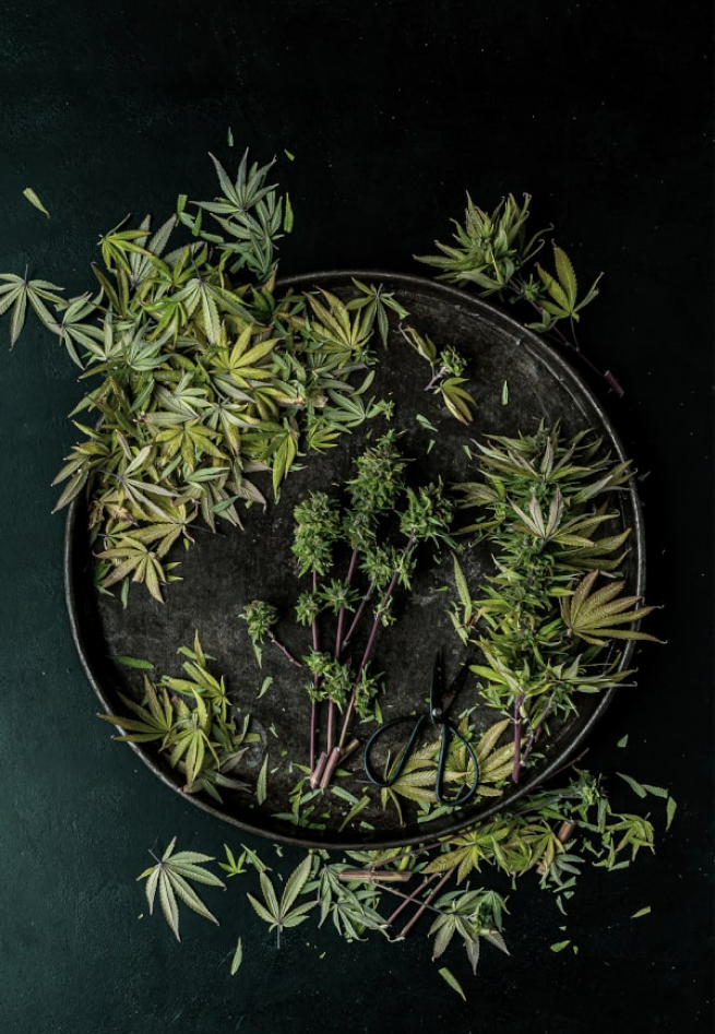 Gesund werden und gesund bleiben mit Hanf