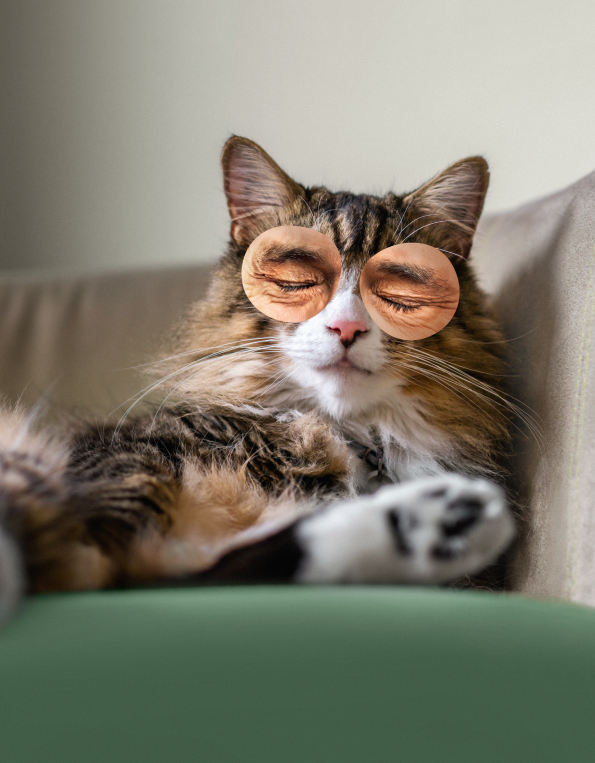 Katze CBD kitty Care