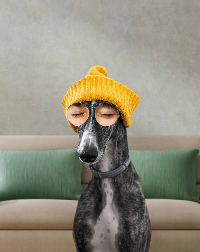 Damit sich dein Vierbeiner pudelwohl fühlt