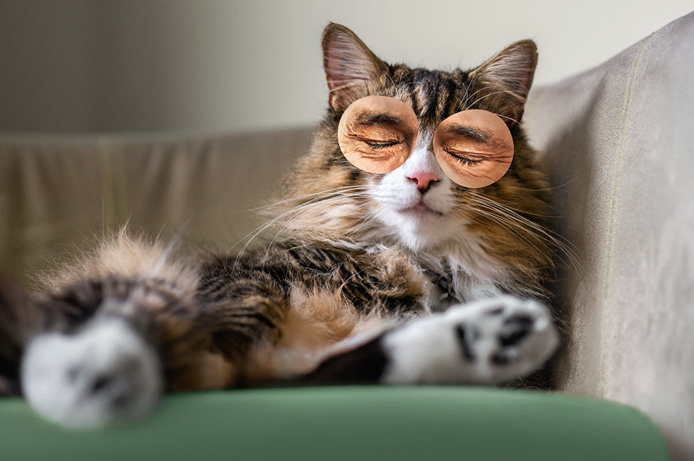 Warum wirkt CBD auch bei unseren Fellnasen so gut?