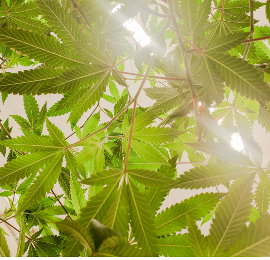 CBD Hanf legal Österreich