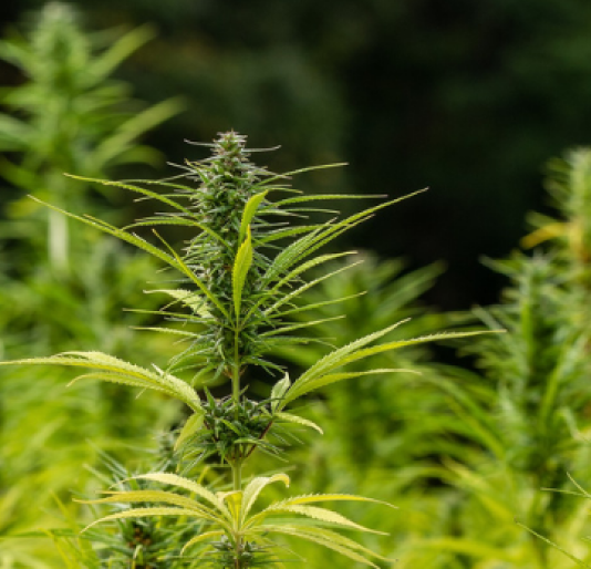 CBD THC Österreich legal