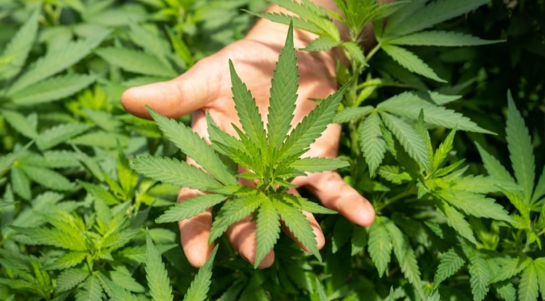 CBD legal Österreich Hanf