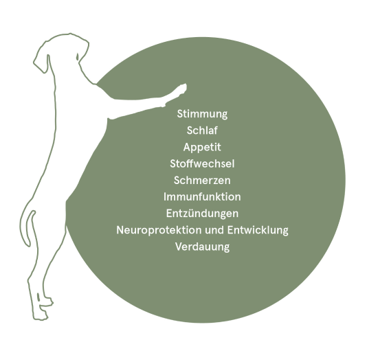 Endocanna.Bild_Hund