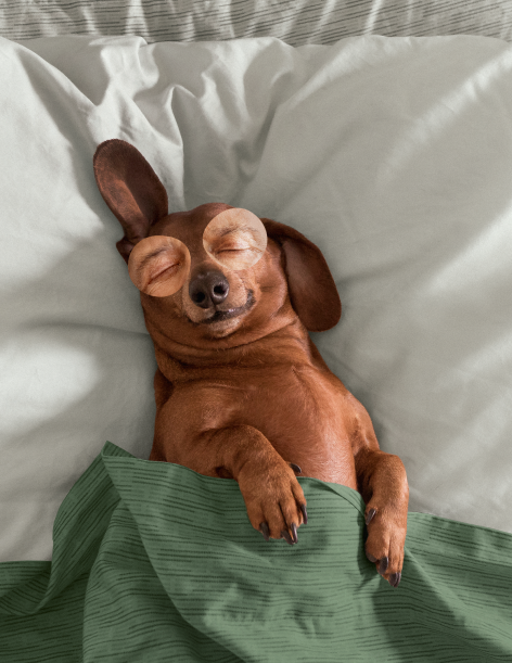 Mehr über den Artikel erfahren Wie CBD im Endocannabinoid-System bei Tieren wirkt