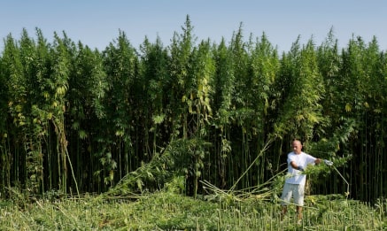 Vom Anbau bis zum fertigen Produkt