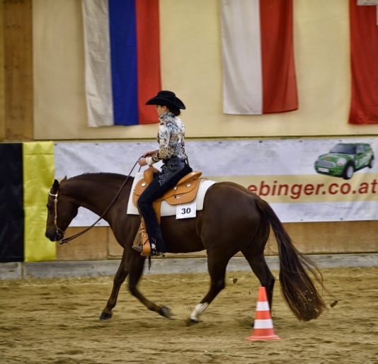 CBD-Öl-Pferde-Turniere