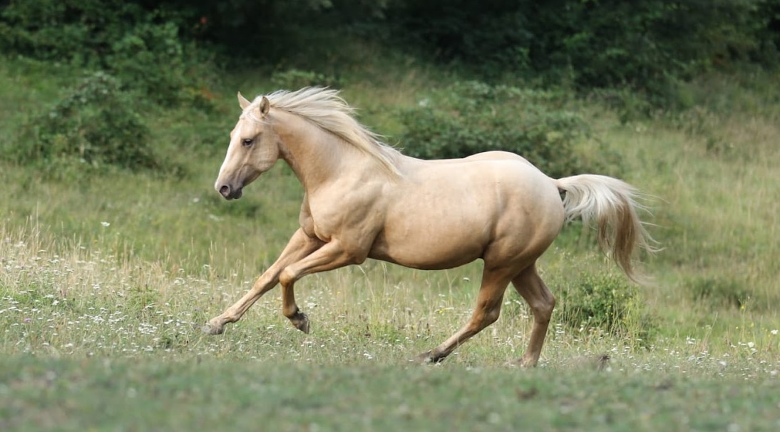 Einsatzmöglichkeiten-CBD-Öl-Pferde