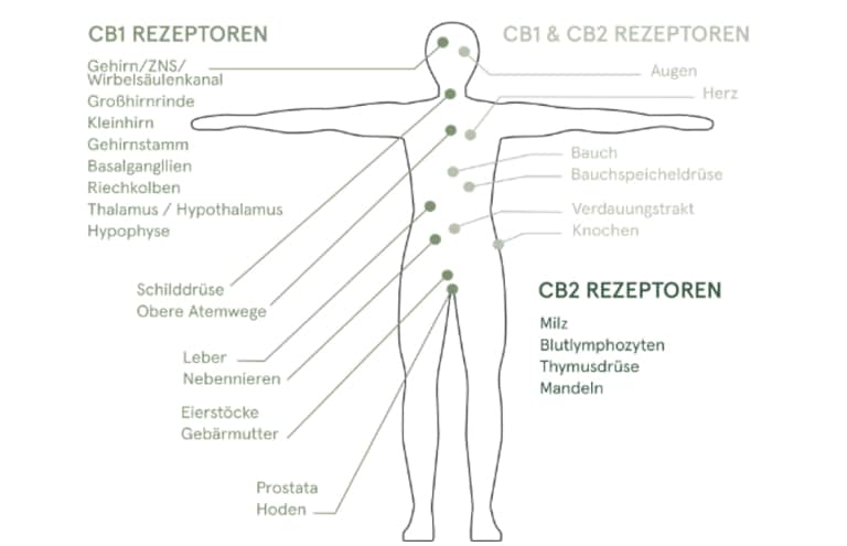 endocannabinoidsystem rezeptoren cbd endocannabinoidsystem rezeptoren cbd